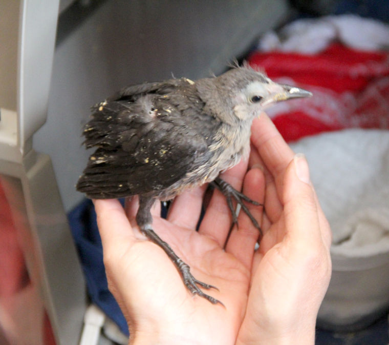 Rehabilitating wildlife
